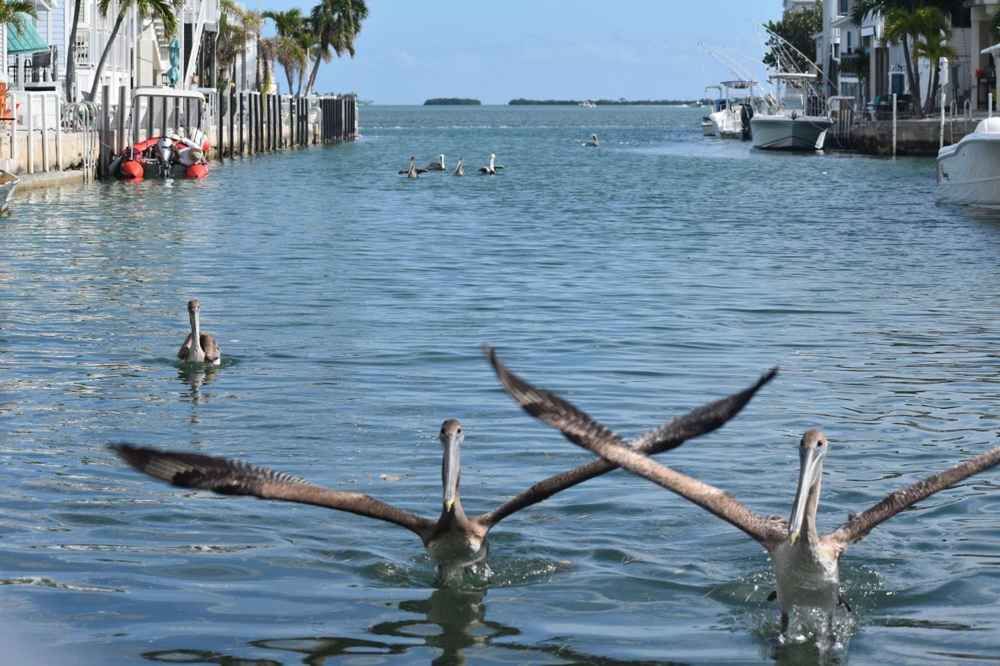 Ferienhaus Pelican's Roost, Waterfront Comfort At Venture Out