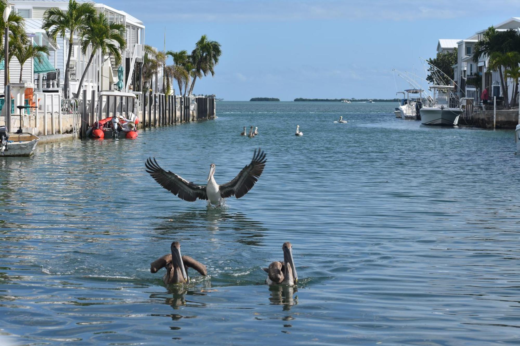 Ferienhaus Pelican's Roost, Waterfront Comfort At Venture Out Cudjoe Key